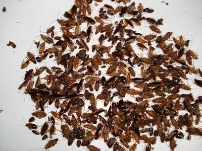 界首灭蟑螂